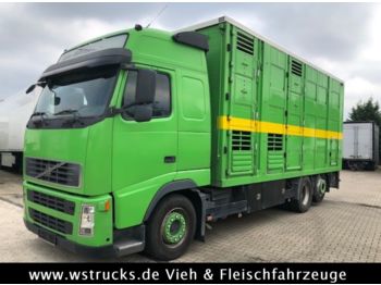 Camion bétaillère Volvo FH 440 Globetrotter Menke 3 Stock