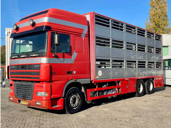 Camion bétaillère DAF XF 95.430 BERDEX 3 decks. Water, fans, Scales! Excellent condition.: photos 2