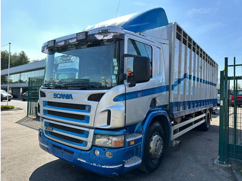 Camion bétaillère Scania P310 4x2 LIVESTOCK / VEEWAGEN / TIERTRANSPORT / BETAILLERE - ALU BOX 7m - MANUAL - A/C - BELGIAN TRUCK: photos 3 Camion bétaillère Scania P310 4x2 LIVESTOCK / VEEWAGEN / TIERTRANSPORT / BETAILLERE - ALU BOX 7m - MANUAL - A/C - BELGIAN TRUCK: photos 3