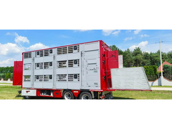 Crédit-bail  Pezzaioli RBA 32/TRZYOSIOWA PRZYCZEPA-2XBYDŁO,3X TRZODA/HYDRAULICZNIE PODNOSZONY DACH I PODŁOGI / OŚ ŚRODKOWA PODNOSZONA Pezzaioli RBA 32/TRZYOSIOWA PRZYCZEPA-2XBYDŁO,3X TRZODA/HYDRAULICZNIE PODNOSZONY DACH I PODŁOGI / OŚ ŚRODKOWA PODNOSZONA: photos 2