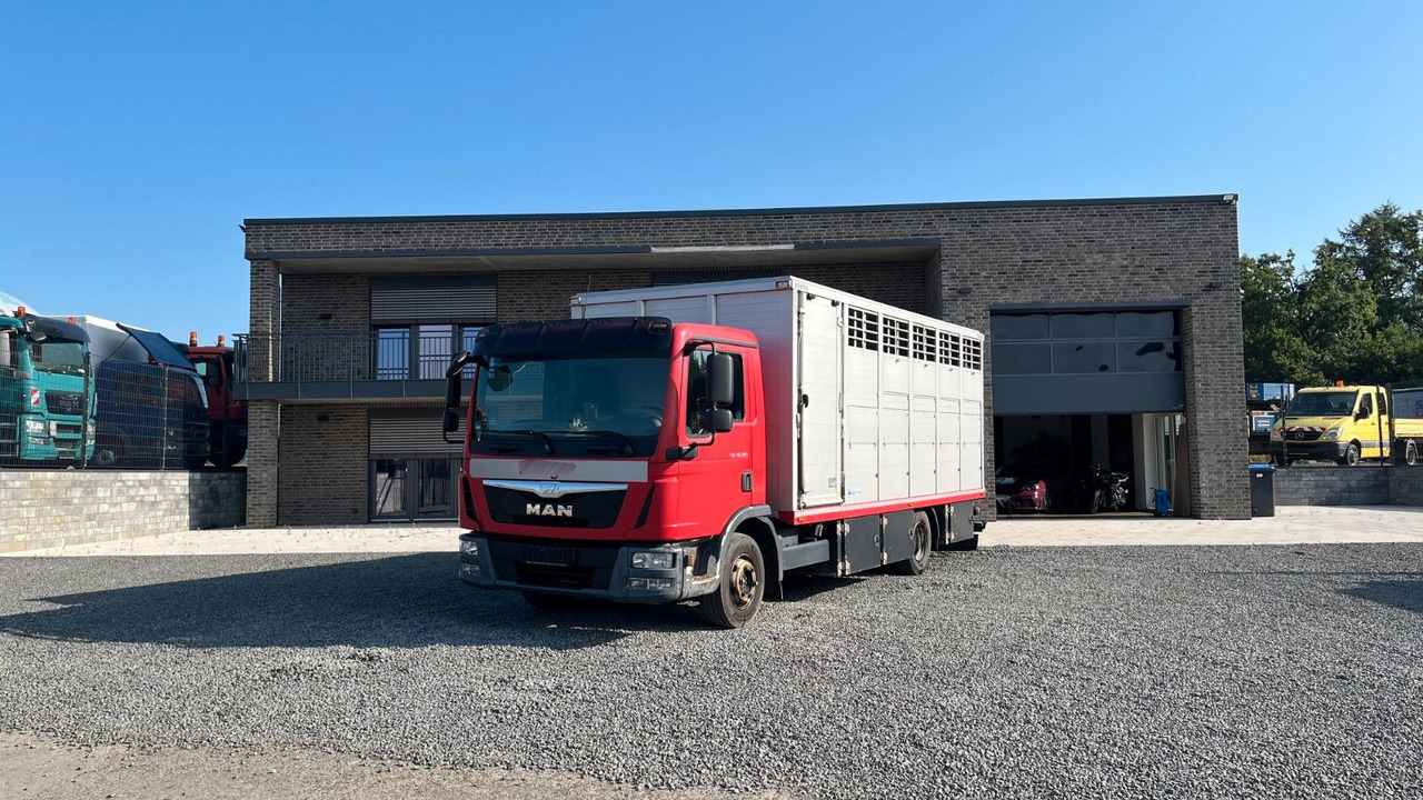 MAN TGL 10.220 Viehtransporter Rampe Trennwände - Camion chevaux: photos 1 MAN TGL 10.220 Viehtransporter Rampe Trennwände - Camion chevaux: photos 1