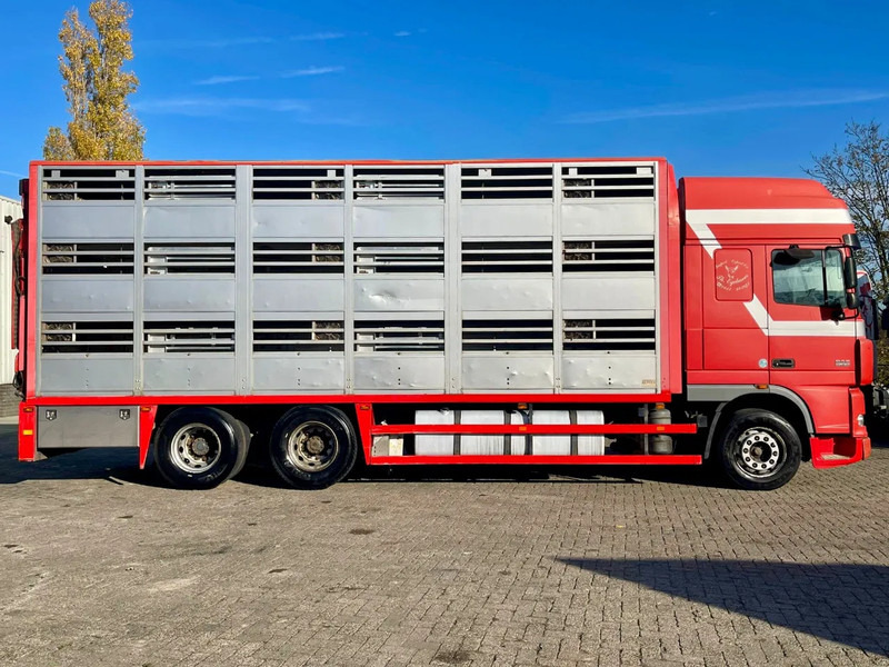 Camion bétaillère DAF XF 95.430 BERDEX 3 decks. Water, fans, Scales! Excellent condition.: photos 8