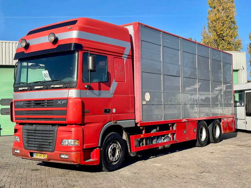 DAF XF 95.430 BERDEX 3 decks. Water, fans, Scales! Excellent condition. - Camion bétaillère: photos 1 DAF XF 95.430 BERDEX 3 decks. Water, fans, Scales! Excellent condition. - Camion bétaillère: photos 1