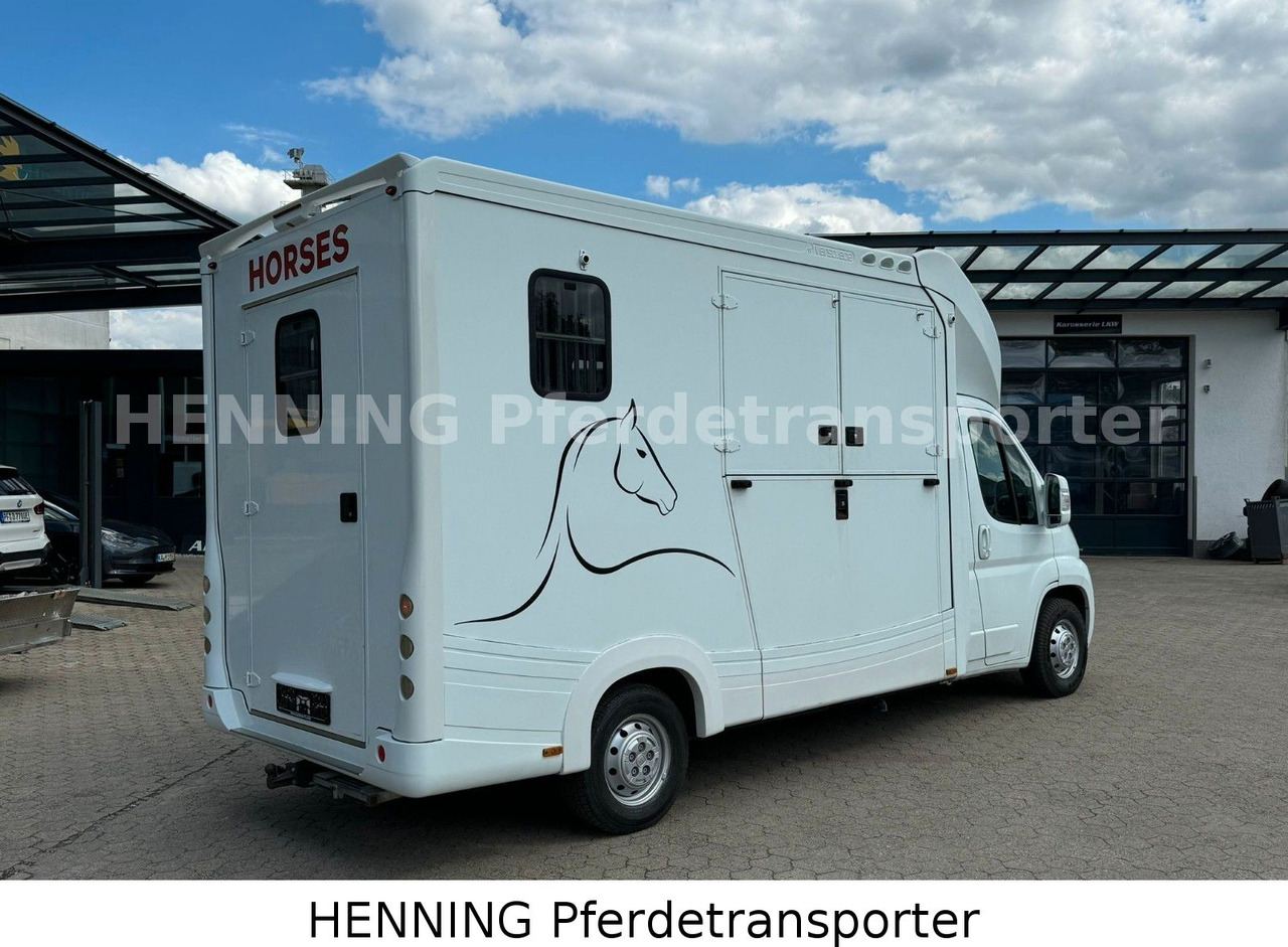 Fiat Ducato 3-Sitzer - Camion chevaux, Véhicule utilitaire: photos 2 Fiat Ducato 3-Sitzer - Camion chevaux, Véhicule utilitaire: photos 2