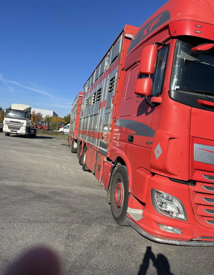 DAF XF 530 + Przyczepa Pezzaoli - 3X Trzoda, 2 X Bydło I 3 poziomy I Podnoszony dach I Hydroburta I Osie Skrętne I Poidła I Wentylatory I Pilot Manualny | - Camion bétaillère: photos 4 DAF XF 530 + Przyczepa Pezzaoli - 3X Trzoda, 2 X Bydło I 3 poziomy I Podnoszony dach I Hydroburta I Osie Skrętne I Poidła I Wentylatory I Pilot Manualny | - Camion bétaillère: photos 4