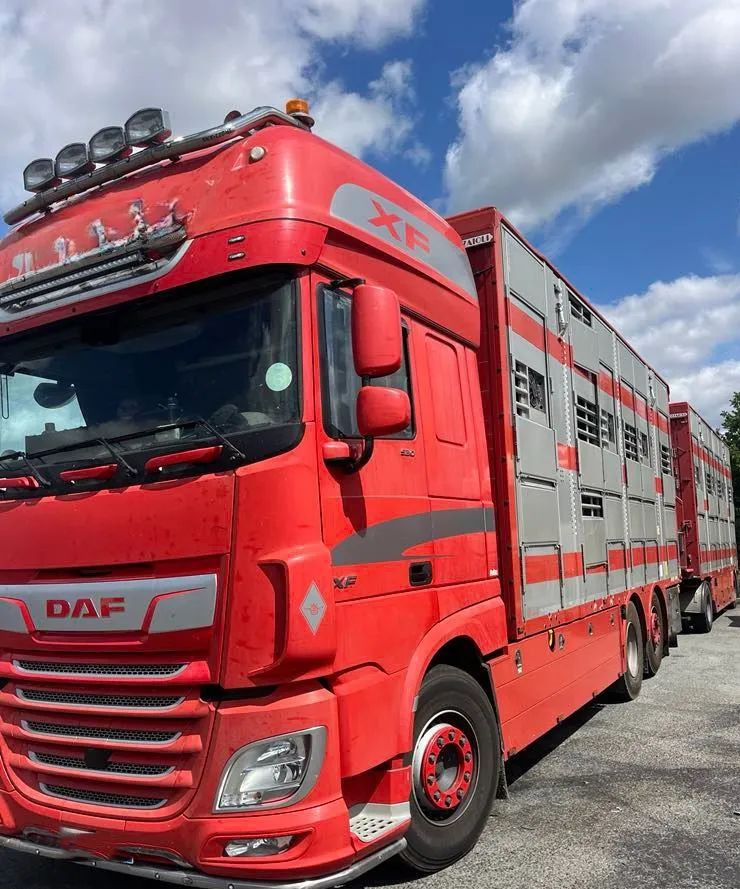 DAF XF 530 + Przyczepa Pezzaoli - 3X Trzoda, 2 X Bydło I 3 poziomy I Podnoszony dach I Hydroburta I Osie Skrętne I Poidła I Wentylatory I Pilot Manualny | - Camion bétaillère: photos 2 DAF XF 530 + Przyczepa Pezzaoli - 3X Trzoda, 2 X Bydło I 3 poziomy I Podnoszony dach I Hydroburta I Osie Skrętne I Poidła I Wentylatory I Pilot Manualny | - Camion bétaillère: photos 2